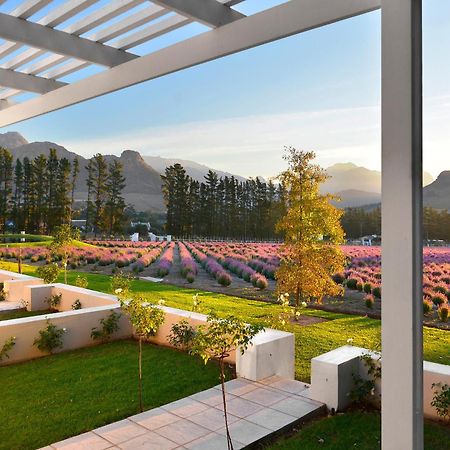 Lavender Farm Boutique Guest House Franschhoek Ngoại thất bức ảnh