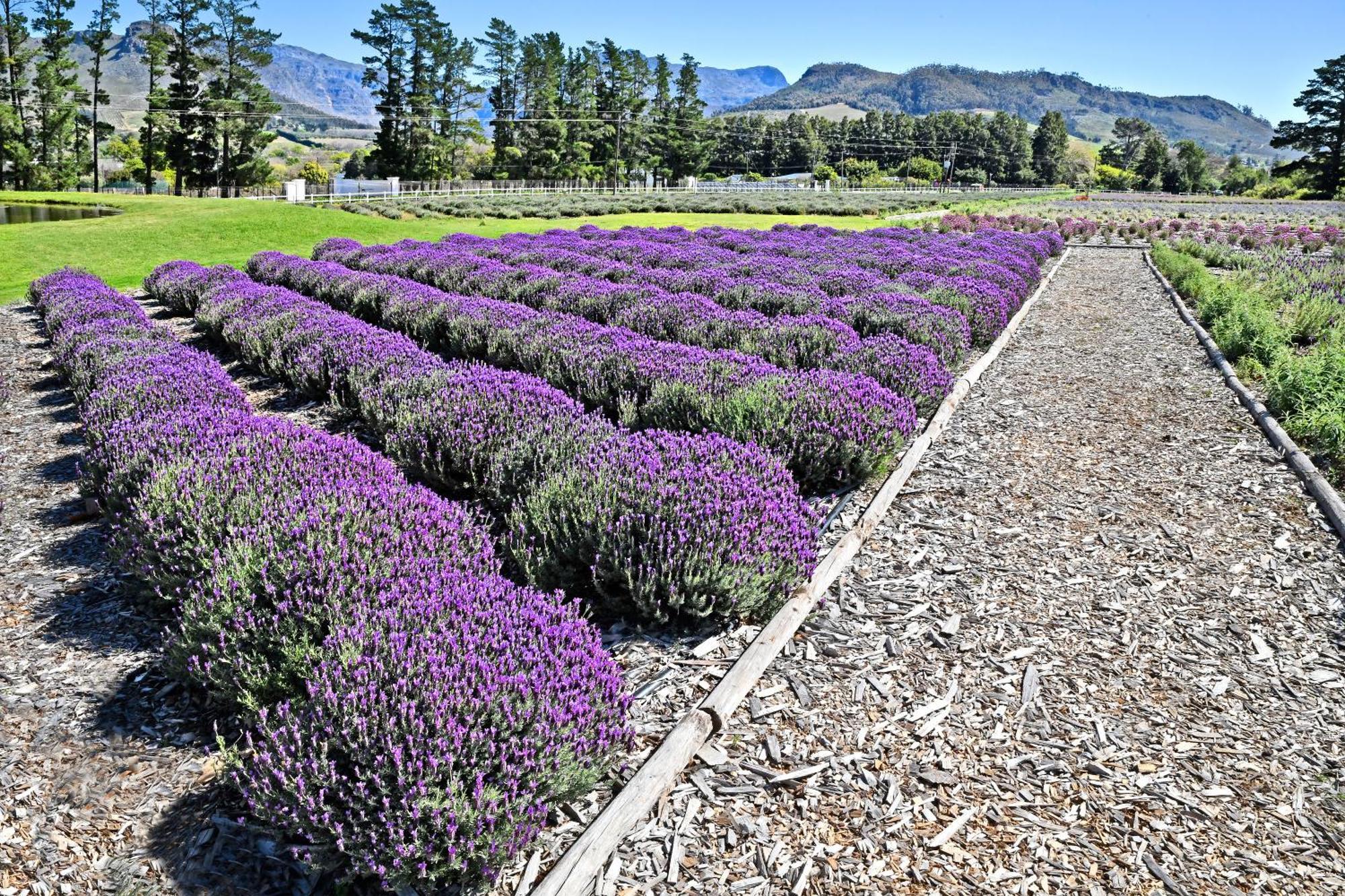 Lavender Farm Boutique Guest House Franschhoek Ngoại thất bức ảnh
