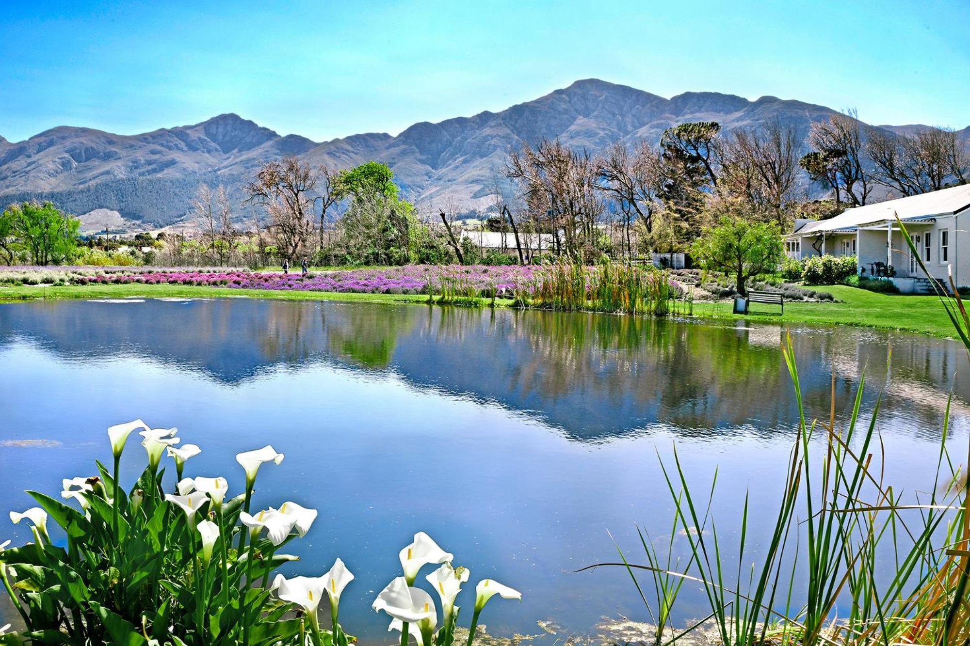 Lavender Farm Boutique Guest House Franschhoek Ngoại thất bức ảnh