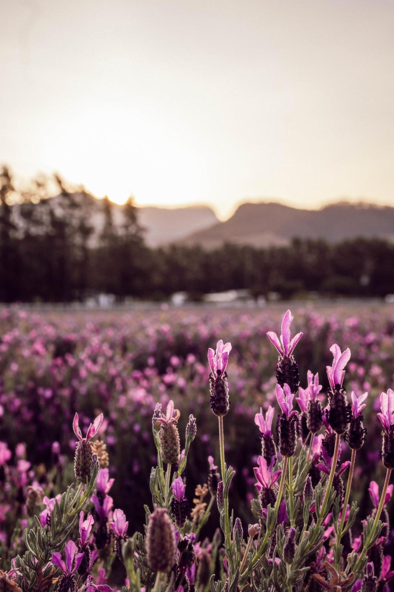Lavender Farm Boutique Guest House Franschhoek Ngoại thất bức ảnh