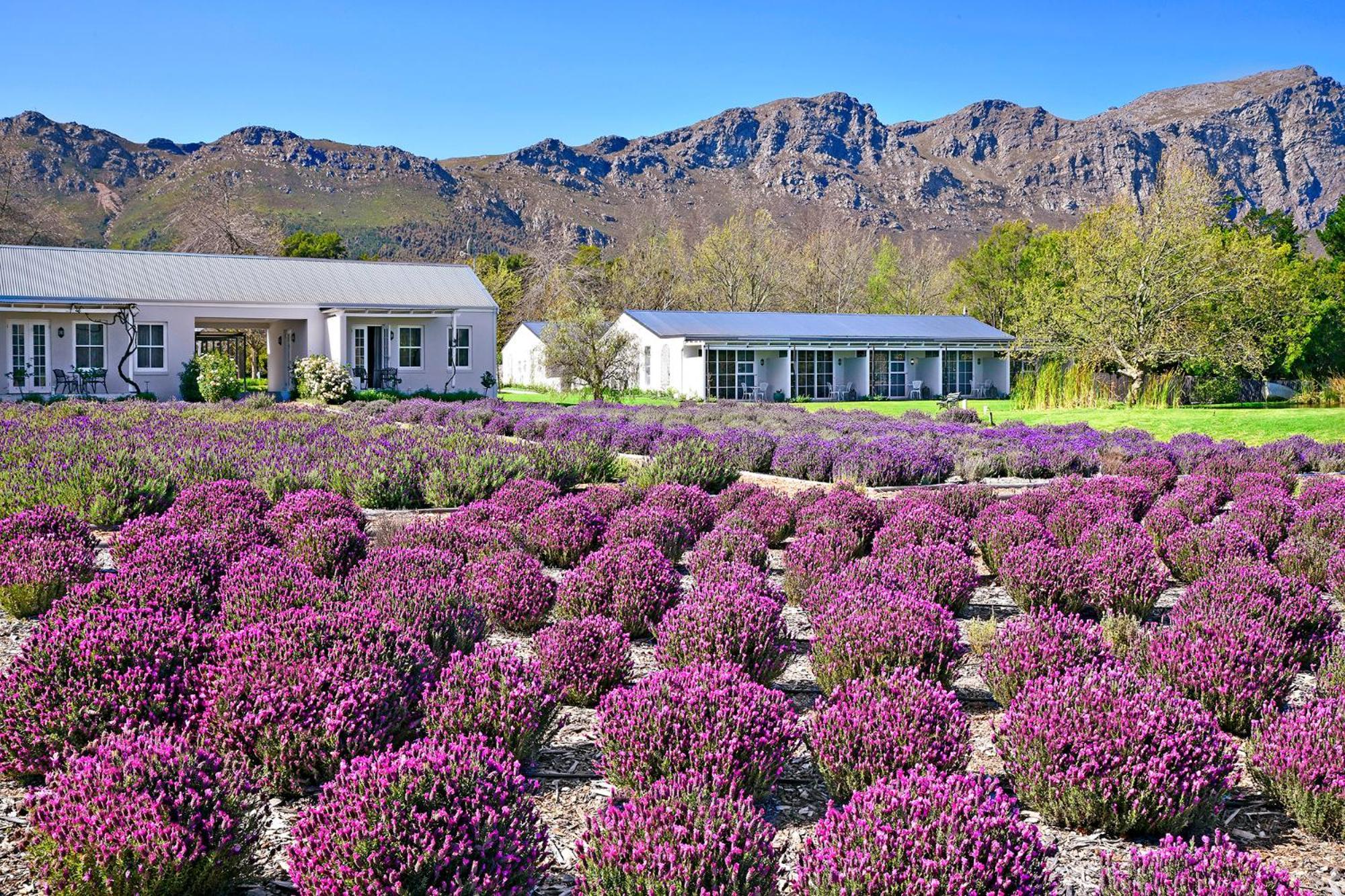 Lavender Farm Boutique Guest House Franschhoek Ngoại thất bức ảnh