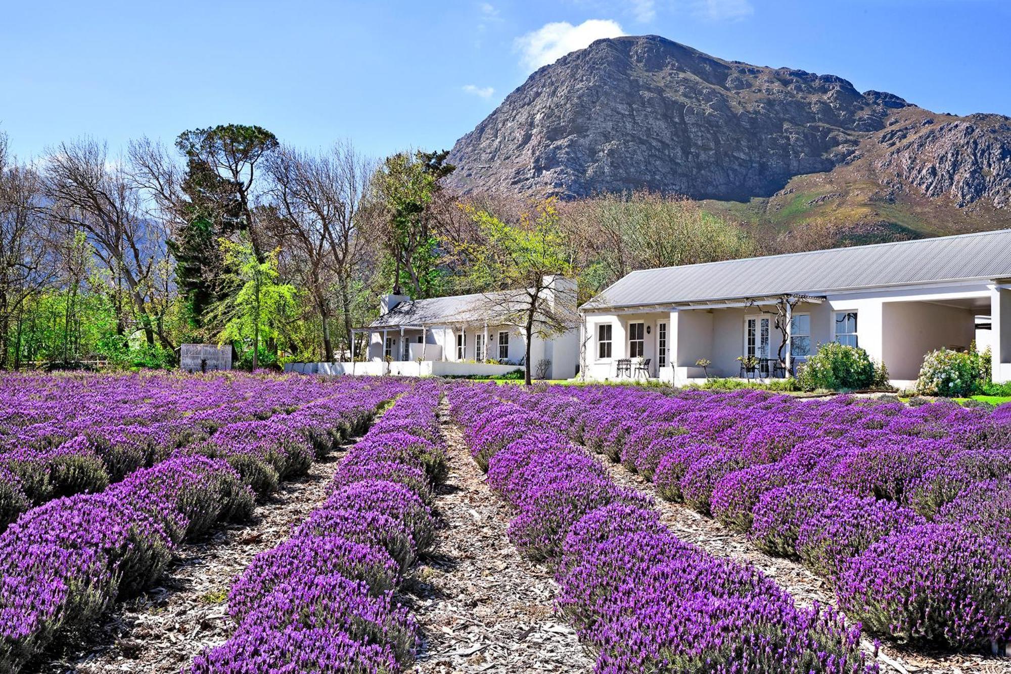 Lavender Farm Boutique Guest House Franschhoek Ngoại thất bức ảnh