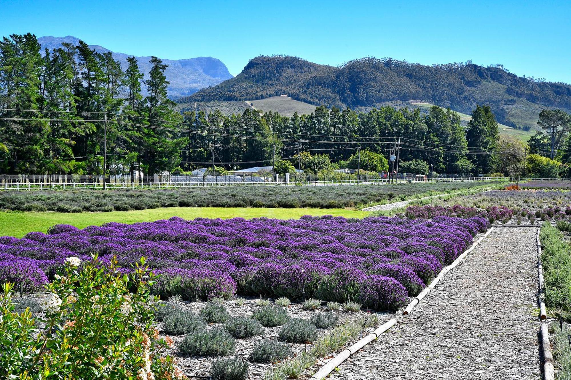 Lavender Farm Boutique Guest House Franschhoek Ngoại thất bức ảnh