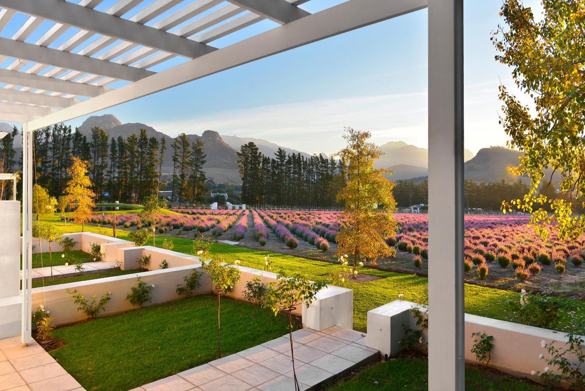 Lavender Farm Boutique Guest House Franschhoek Ngoại thất bức ảnh