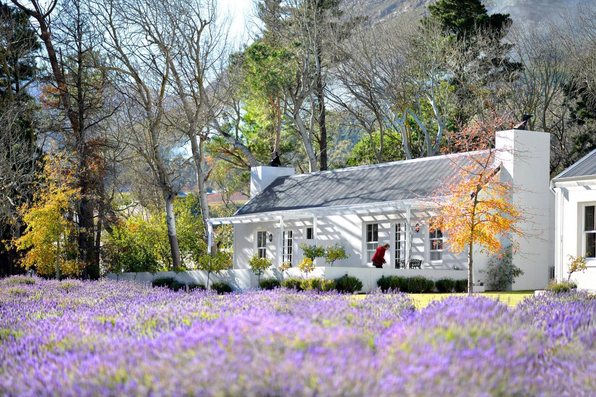 Lavender Farm Boutique Guest House Franschhoek Ngoại thất bức ảnh