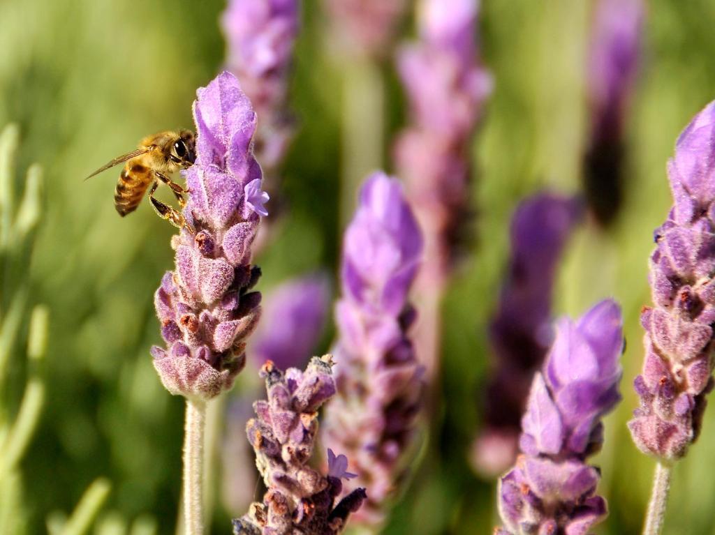 Lavender Farm Boutique Guest House Franschhoek Ngoại thất bức ảnh
