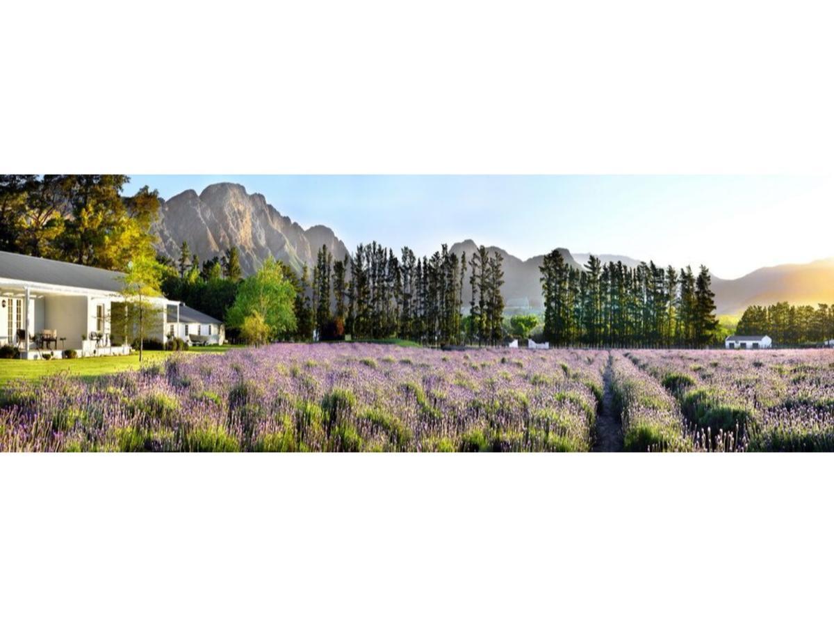 Lavender Farm Boutique Guest House Franschhoek Ngoại thất bức ảnh