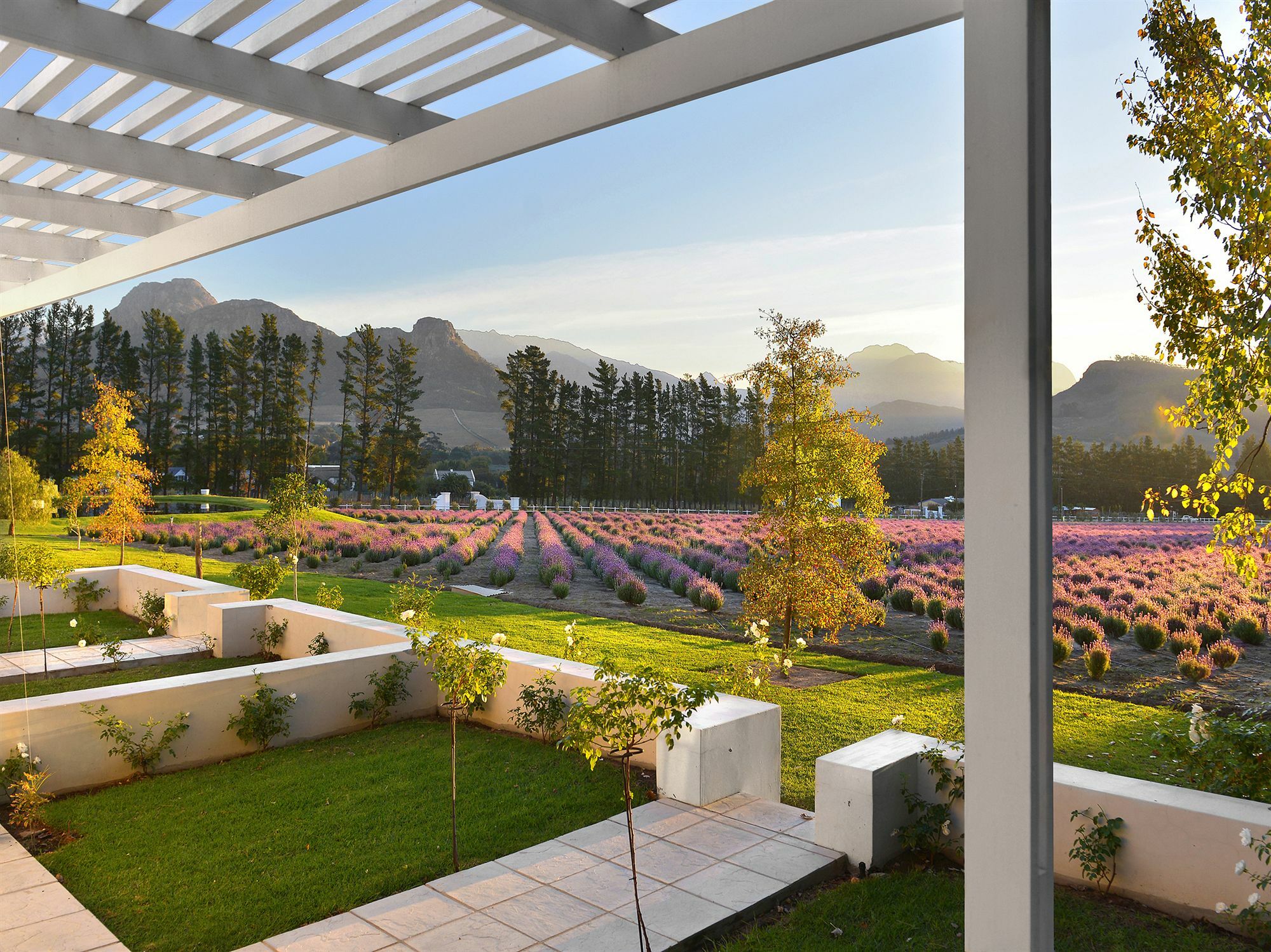 Lavender Farm Boutique Guest House Franschhoek Ngoại thất bức ảnh